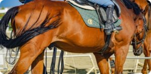 『競馬場すまほ』の画像